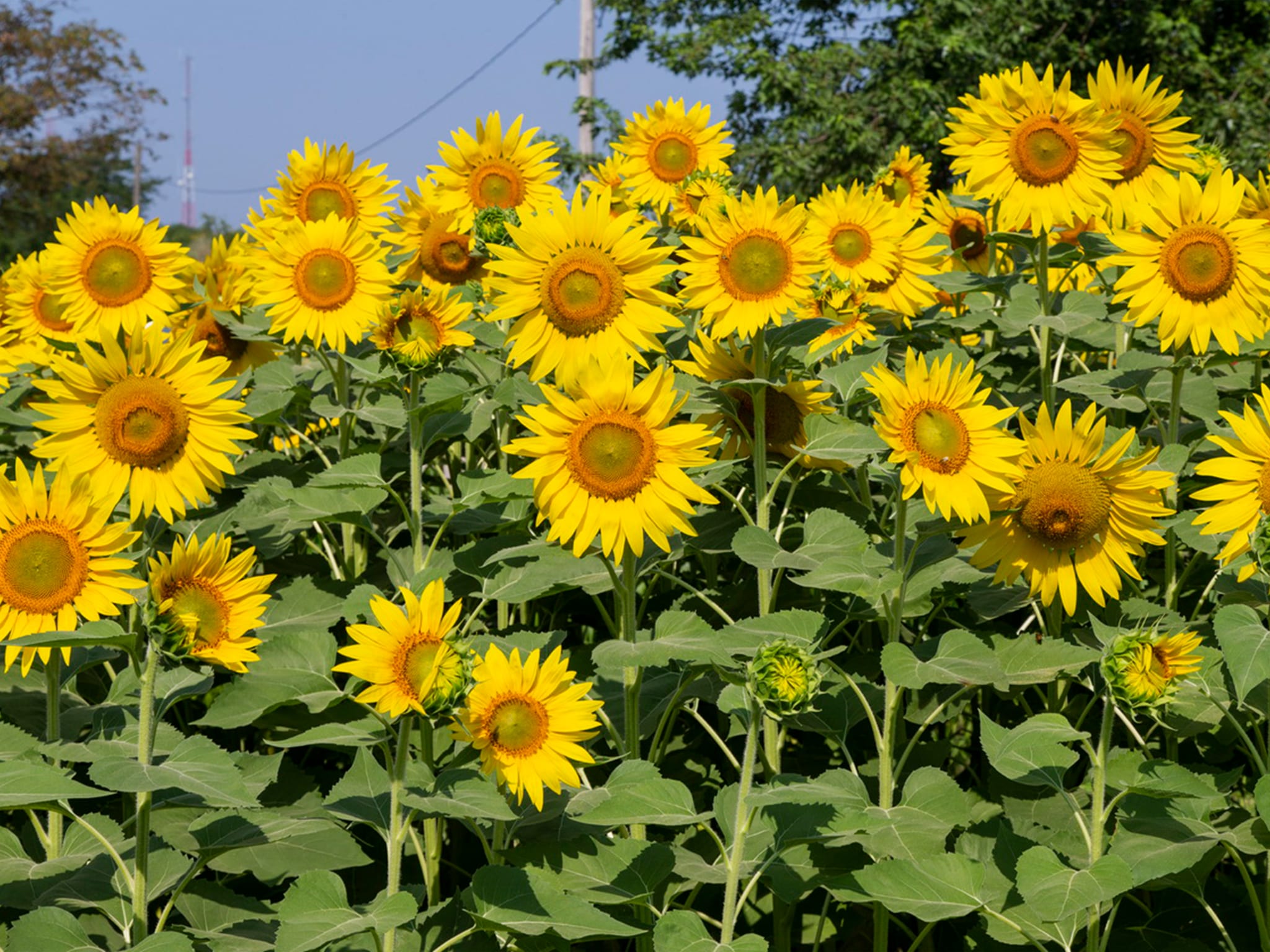 Sunflowers